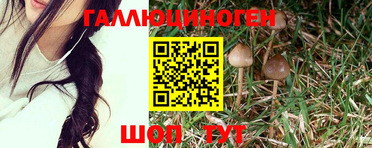 Черняховск  Псилоцибиновые грибы прущие грибы  купить наркотик  Галлюциногенные грибы прущие грибы  Вход с VPN 